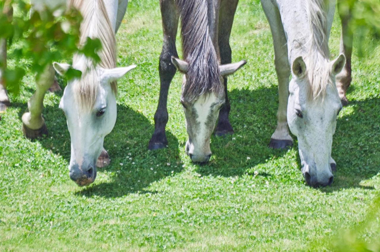 منزل الضيف كلارينس  في Linwood Guest Farm المظهر الخارجي الصورة